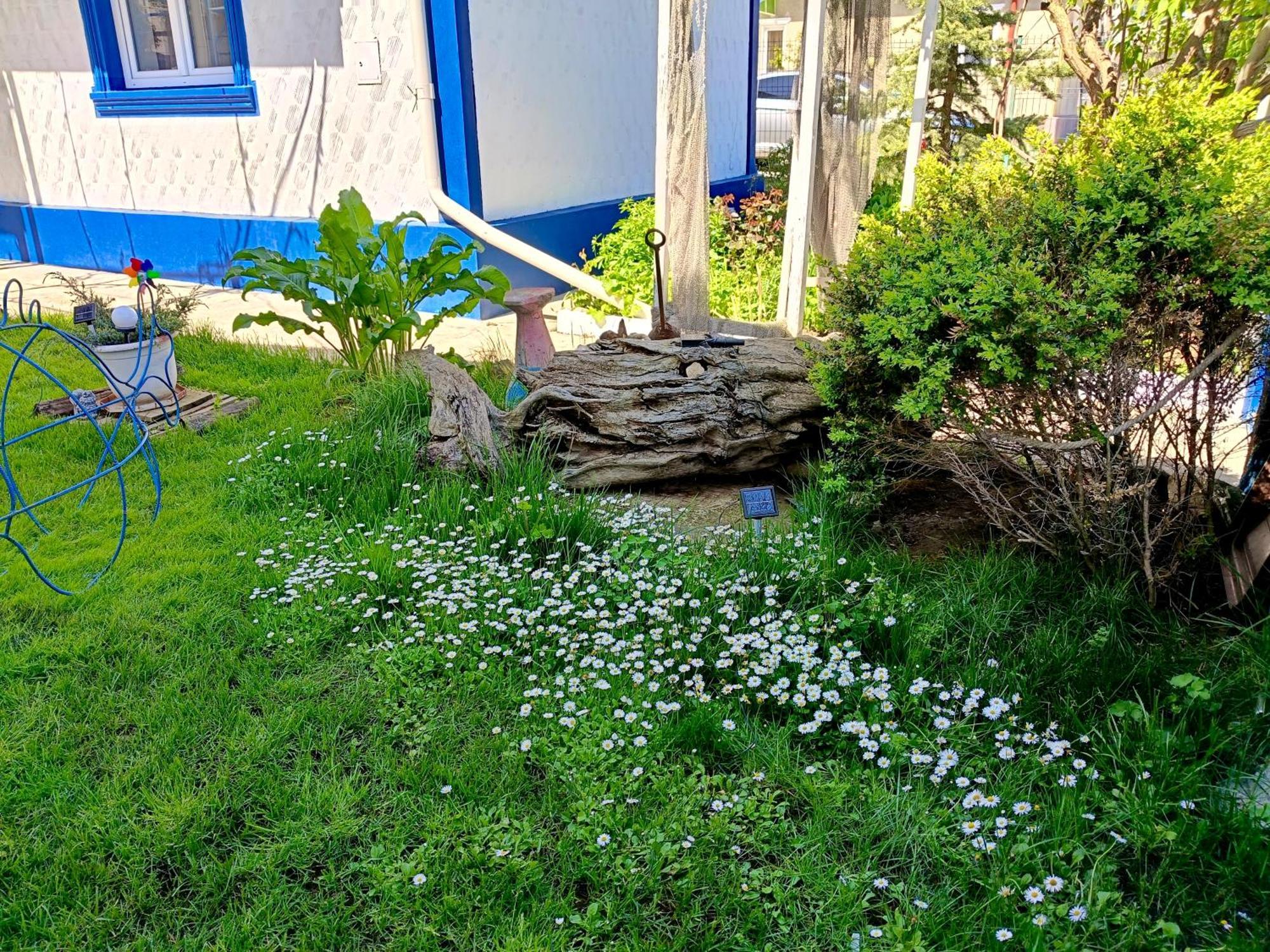 Casa Babica Guesthouse Costinesti Bagian luar foto